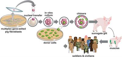 Human muscle in gene edited pigs for treatment of volumetric muscle loss